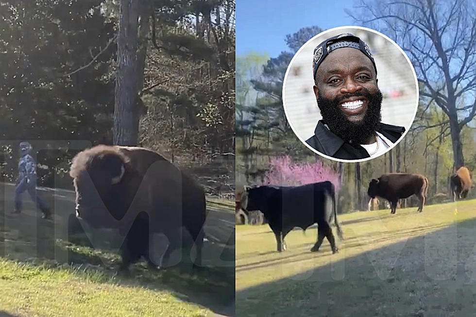 Rick Ross’ Buffaloes Wander Off His Property, Anger Neighbor After Animals Roam in Her Yard – Report