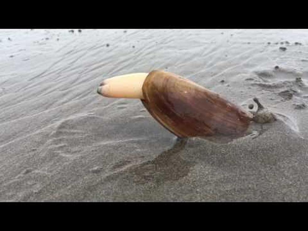 Gone Viral: So THIS Is How Clams Bury Themselves in the Sand [WATCH]