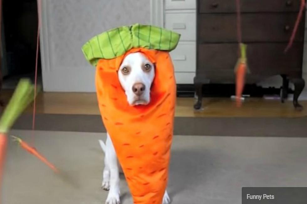 Get a Kick Out of These Pups Dressed Up! And, Join Us for Hops & Hounds! [WATCH & DETAILS]