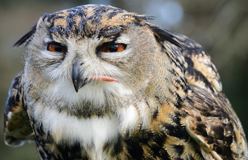 Surprise?! An Owl Found In NH Man’s Engine During Oil Change