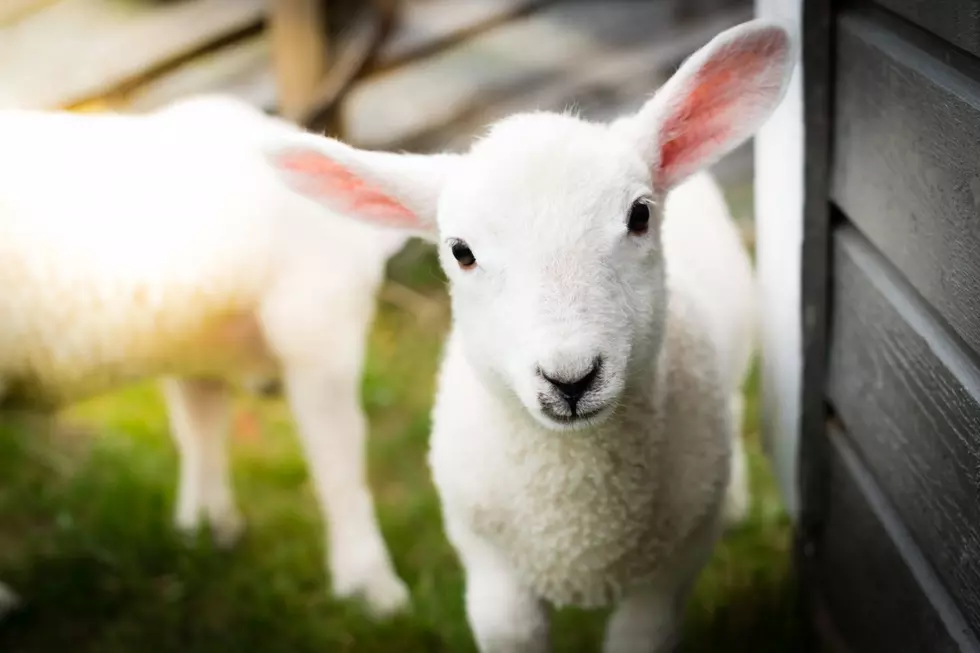 An Adorable Celebrity Baby Lamb Lives on a Maine Farm