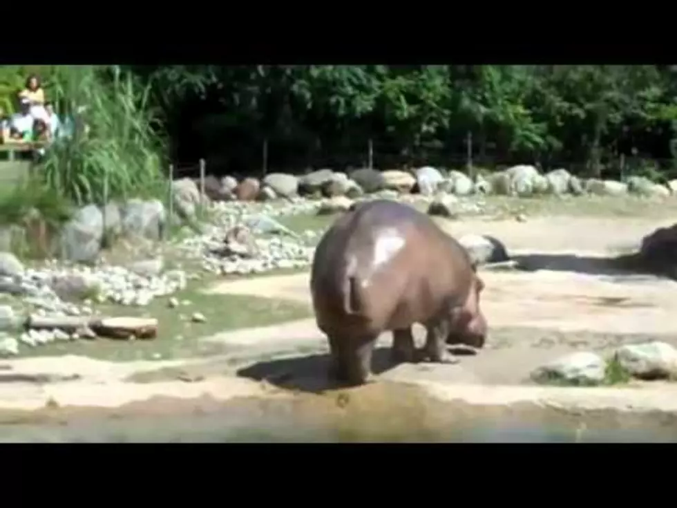 Hippo Blows Ass In Front Of Crowd