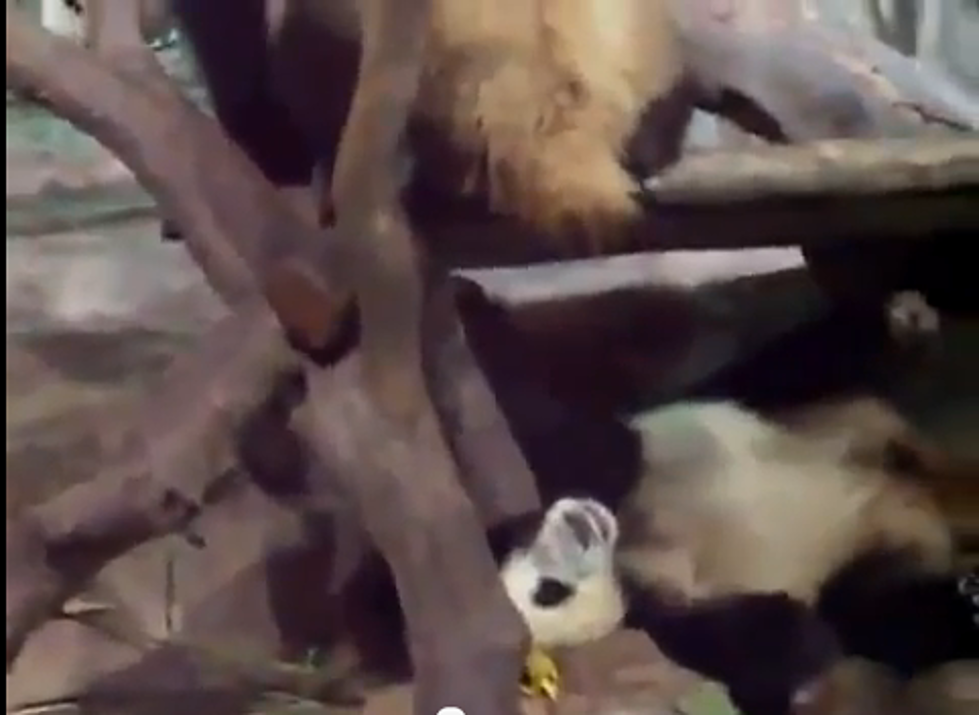 Panda Pees On Other Panda’s Face
