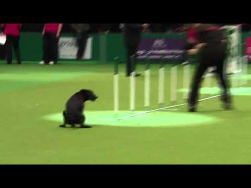Dog Craps In Middle Of Competition
