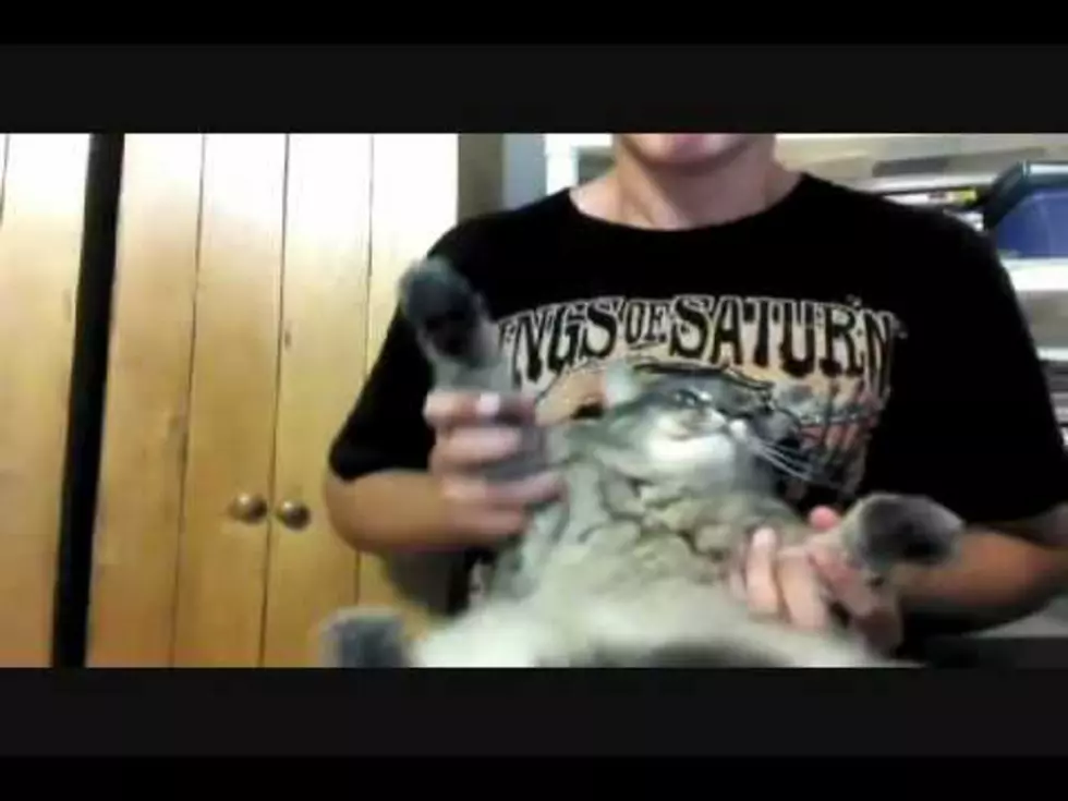 Death Metal Cat Drummer