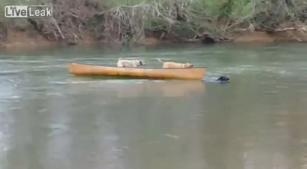Dog Saves Fellow Canines Stuck In Canoe [VIDEO]