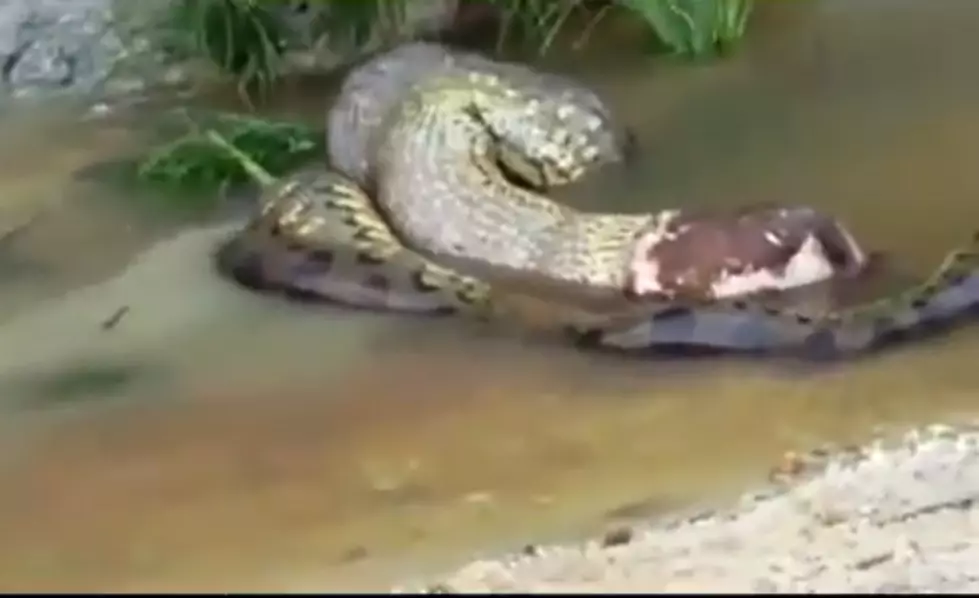 Snake Pukes Up an Entire Cow [VIDEO]