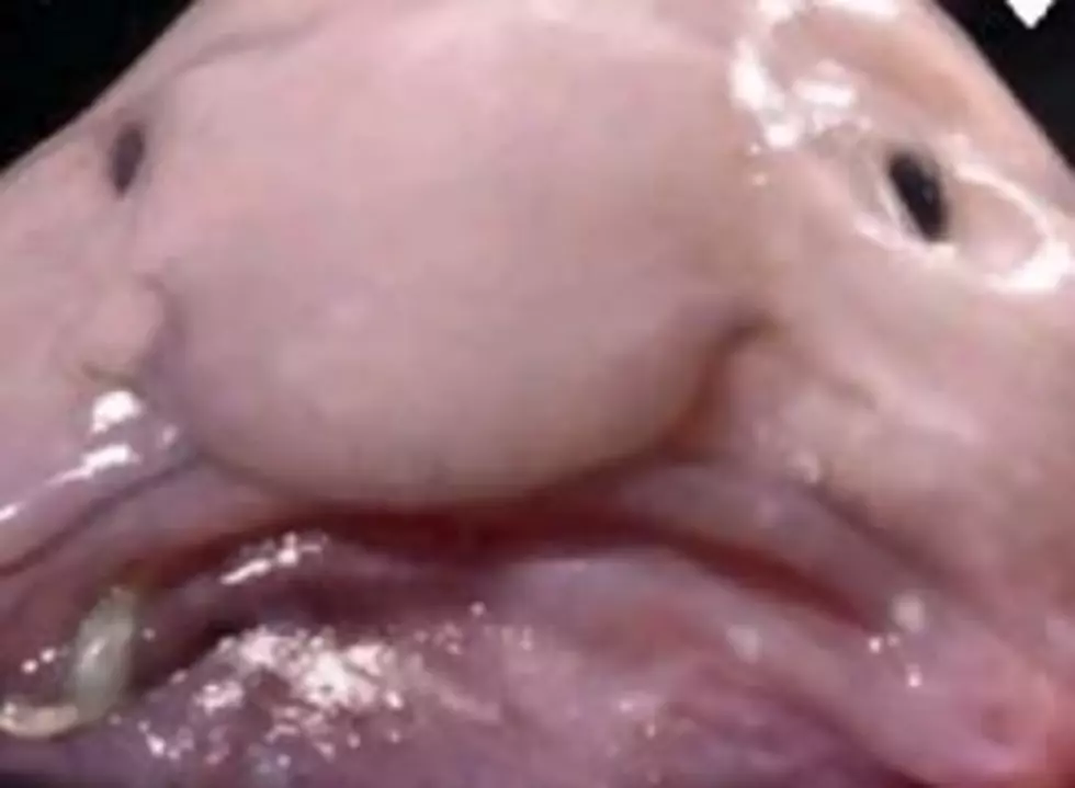 Blobfish Voted World’s Ugliest Animal [VIDEO]