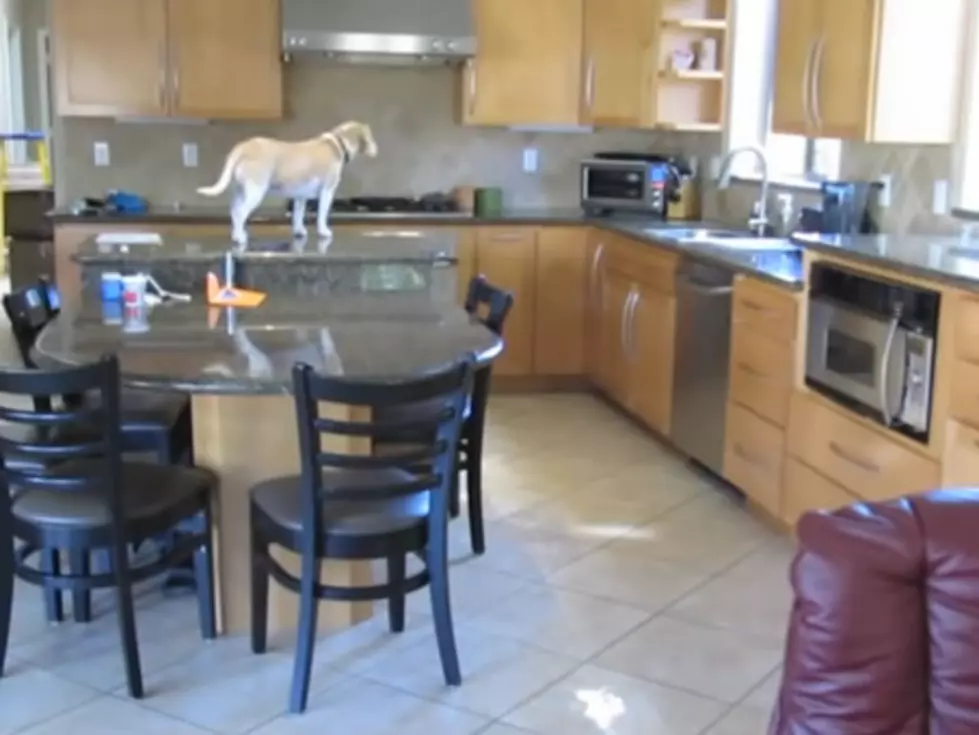 Beagle Works Really Hard to Score Some Chicken Nuggets [VIDEO]