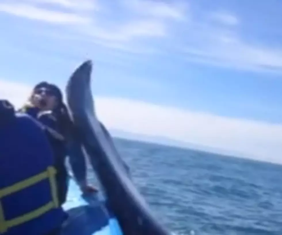 Girl Gets Slapped in The Head by a Big Ass Whale [VIDEO]
