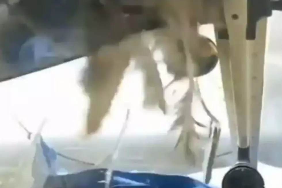 Bird Crashes Through Airplane Window [VIDEO]