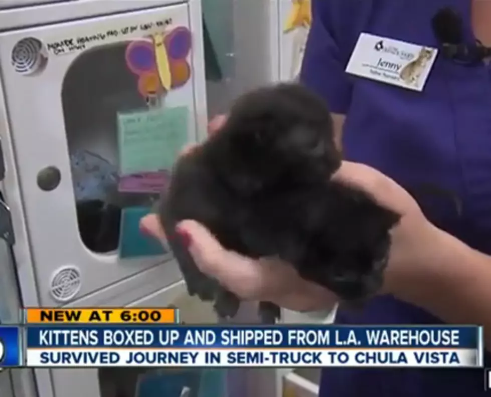 Kittens Accidentally Packed in a Box and Shipped Over 100 Miles [VIDEO]