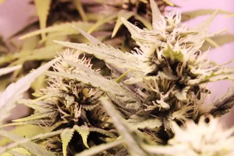 Watch Marijuana Plants Grow in Glorious, Time-Lapse Fashion [VIDEO]