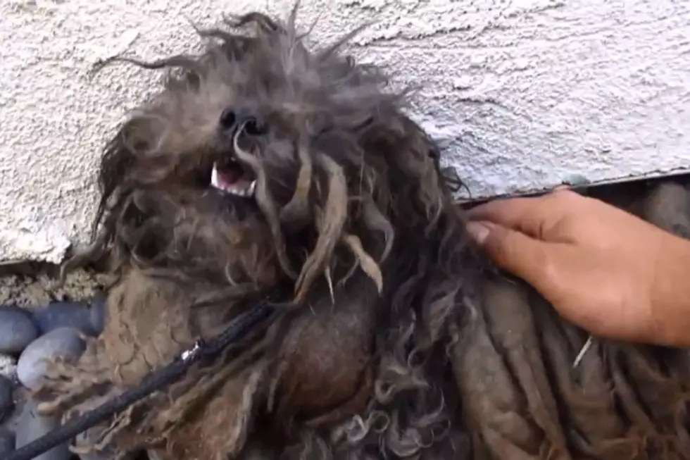 Abandoned Dog Gets Rescued, His Transformation Will Melt Your Heart [VIDEO]