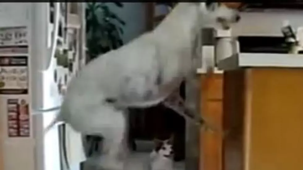 White Dog Can Jump! Watch Dog Jump Like Crazy For Food [VIDEO]