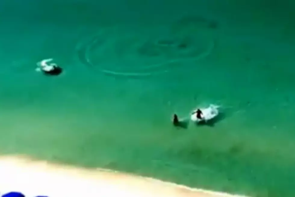 Idiot Beachgoers Not Phased By Huge Hammerhead Shark [VIDEO]