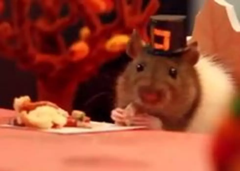 Hamsters Eating Thanksgiving Dinner [VIDEO]