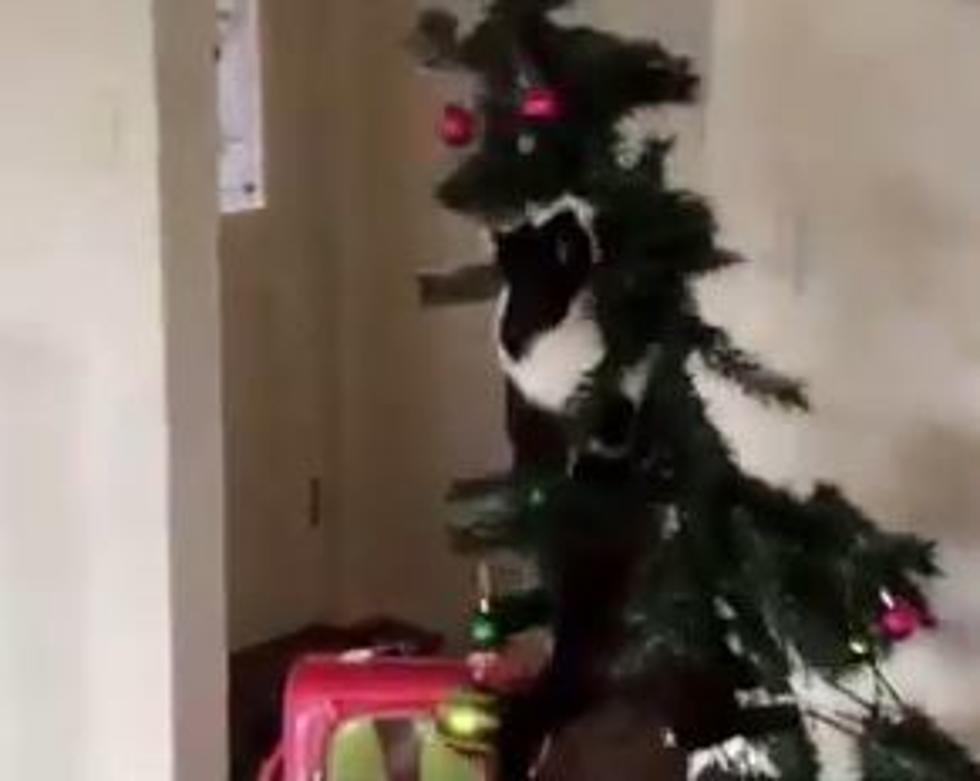 Calling All Cat Ladies – Cats vs. Christmas Trees [VIDEO]