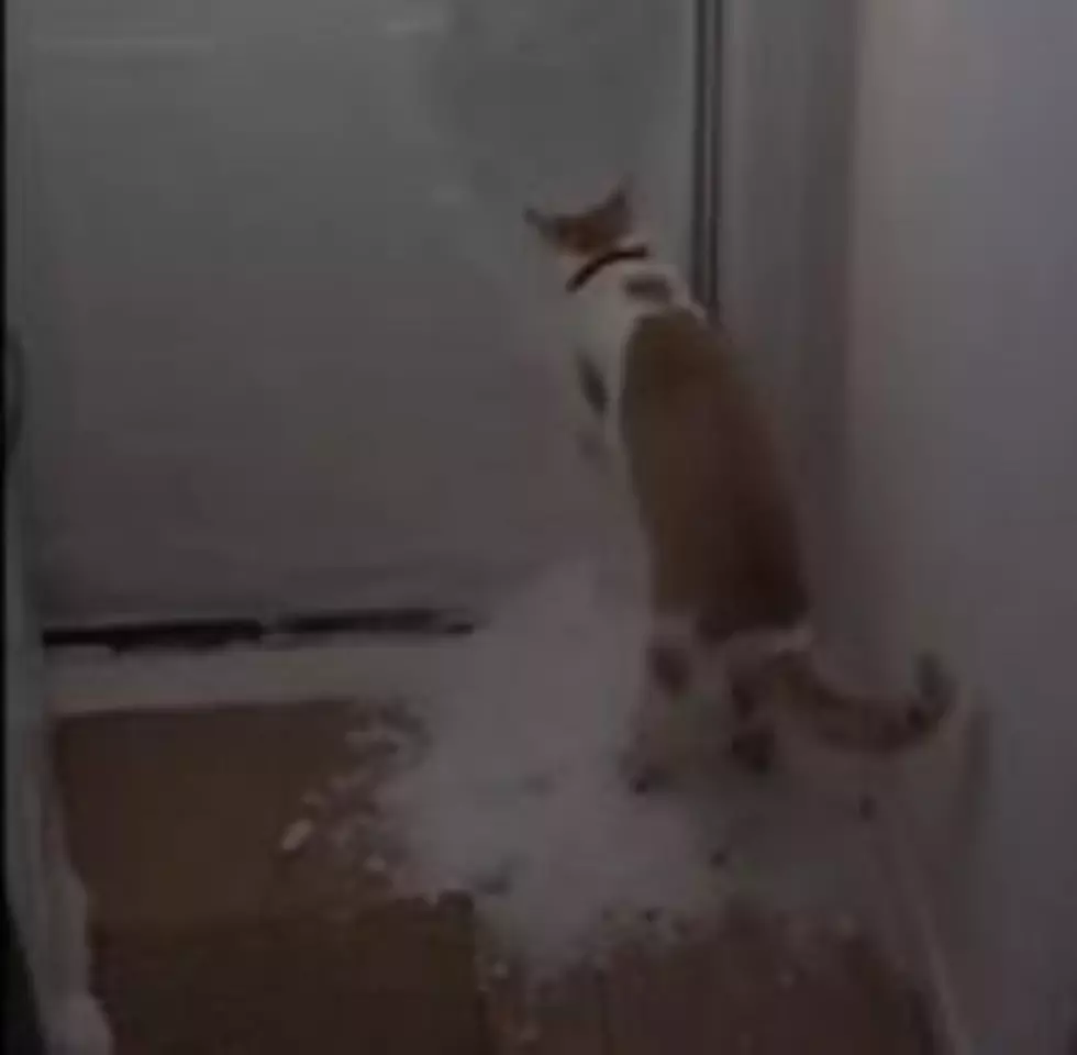 Puss In No Boots Clears Snow Like A Pro [VIDEO]