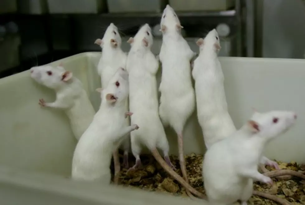 Michigan Inmates Forced to Eat Food Gnawed on by Rats