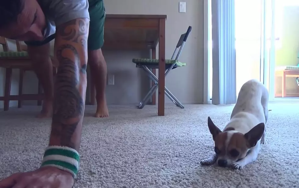 Yoga Pets! This Guy Shares His Yoga Time with a Cute Chihuahua [VIDEO]