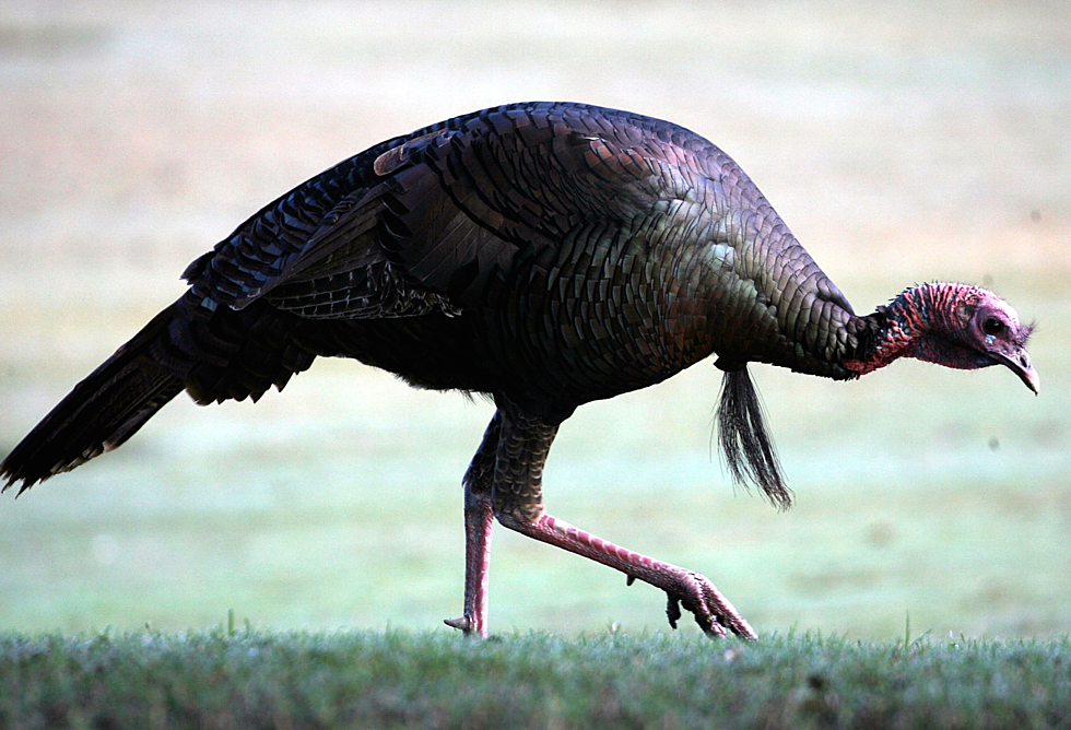 Michigan: It’s Wild Turkey Season. Y’all Be Careful Out There [VIDEO] [NSFW]