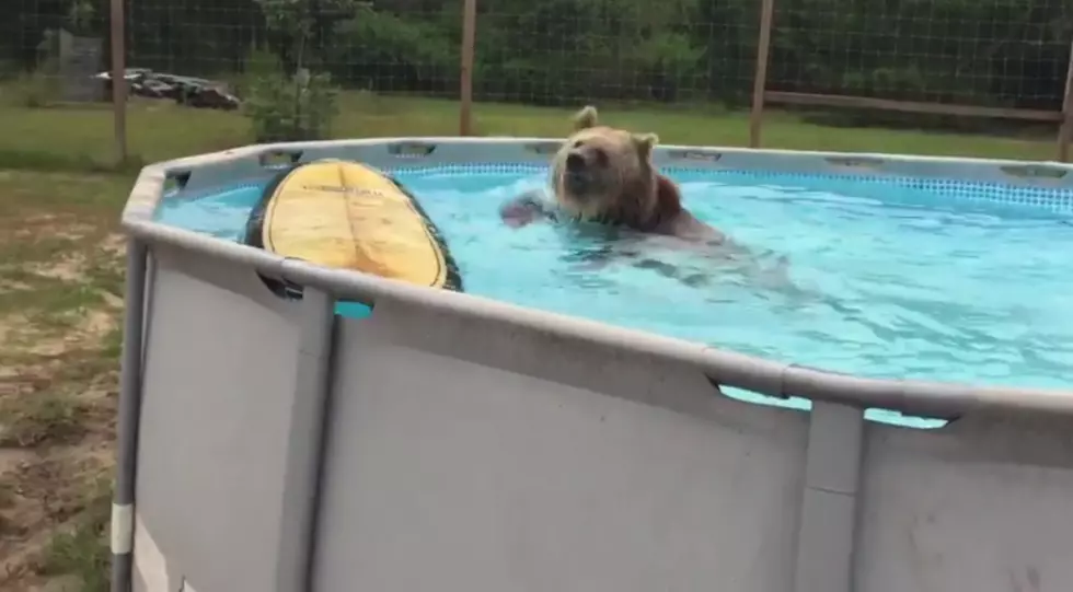 Does A Bear Swim In A Pool? Yep! [VIDEO]