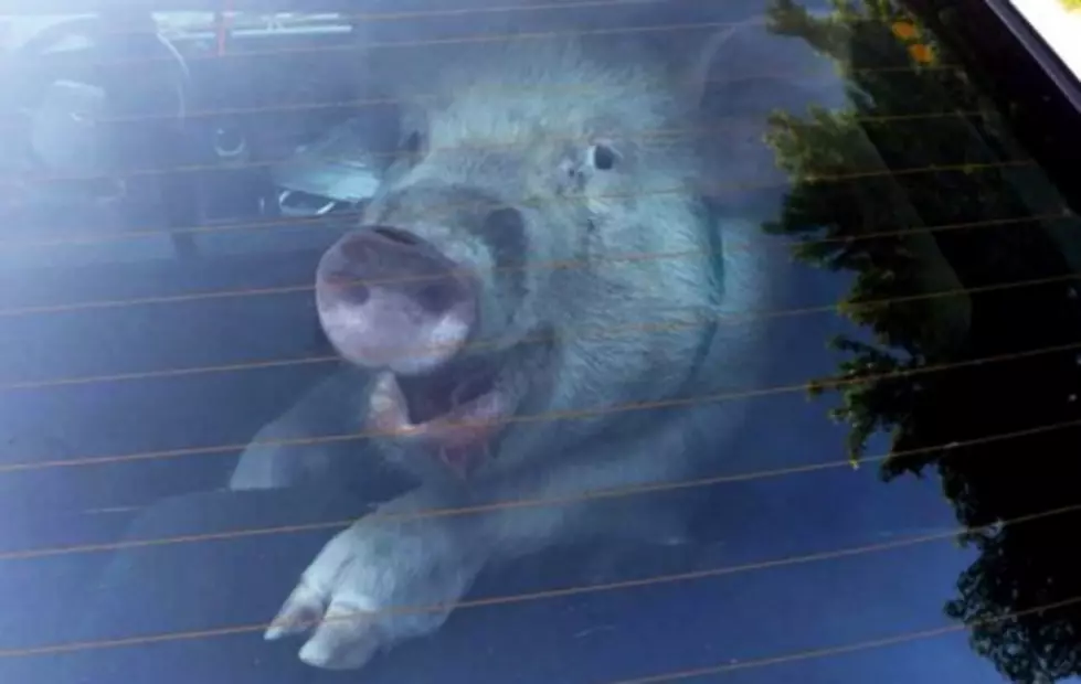 Michigan Police Apprehend a Trouble Making Pig