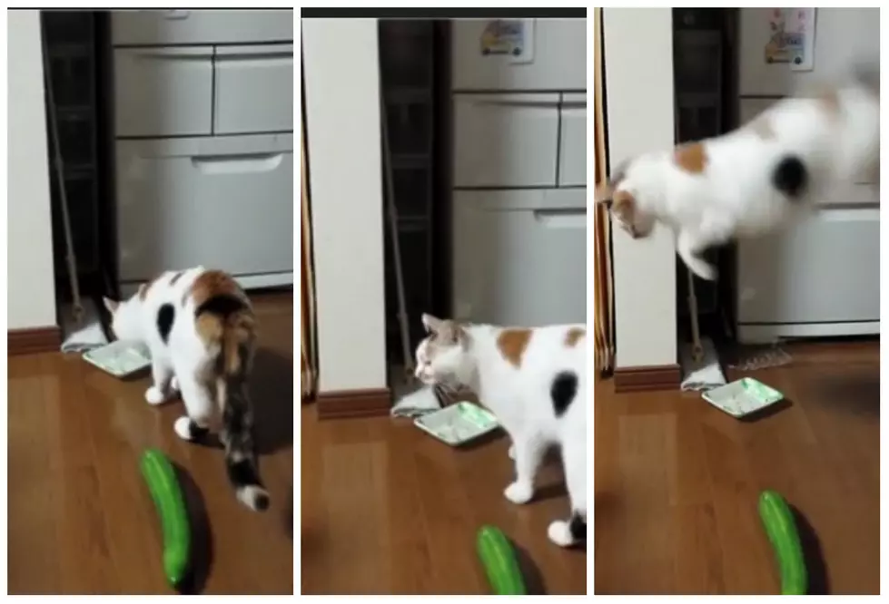 Cat Freaked Out By Cucumber [VIDEO]