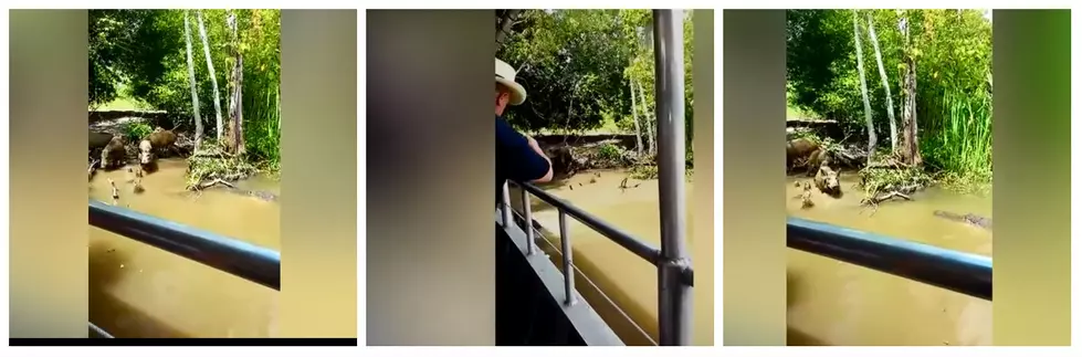 Tourists Lure Pig Into Water To Watch Alligator Kill It [VIDEO]