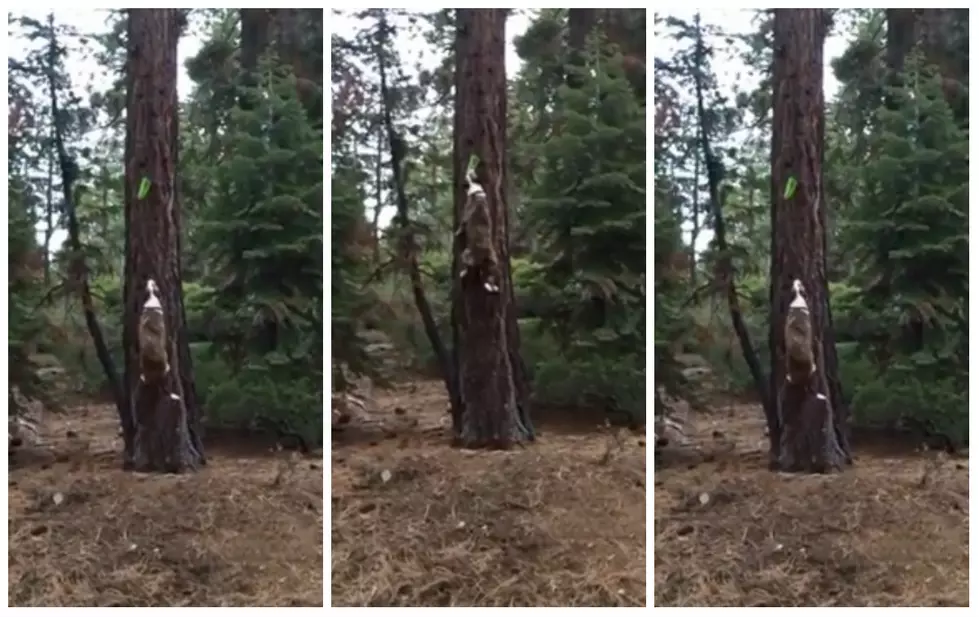 Ninja Dog Climbs Tree To Grab Frisbee [VIDEO]