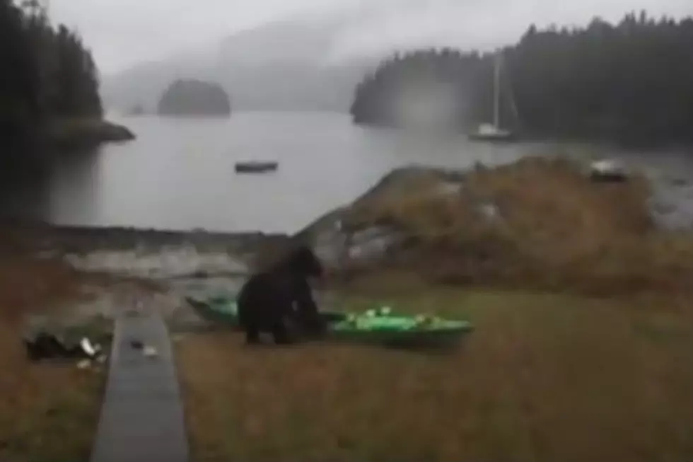 Girl Maces Black Bear, Black Bear Eats Her Kayak [VIDEO]