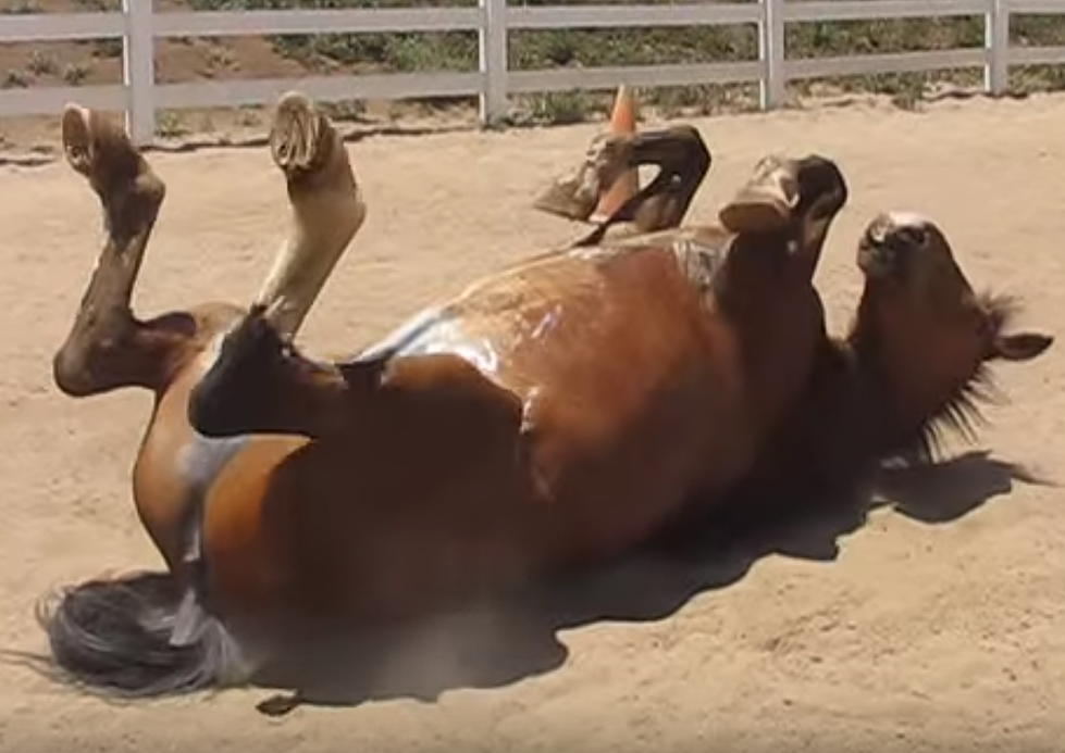 Horse’s Impression of Me After Taco Bell is Uncanny, Because Farts [VIDEO]