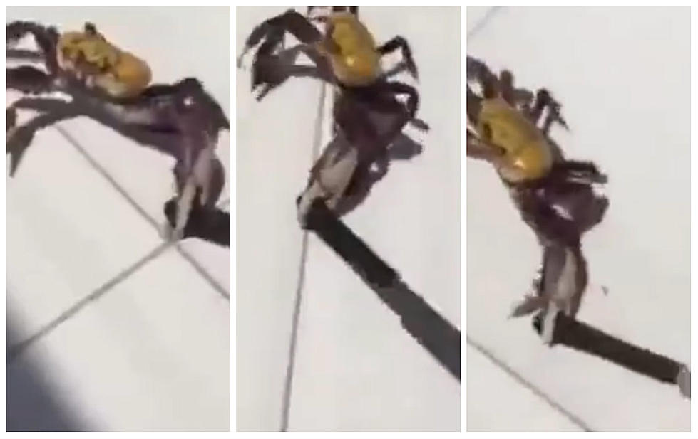Crab Is Not Going Down Without A Knife Fight [VIDEO]