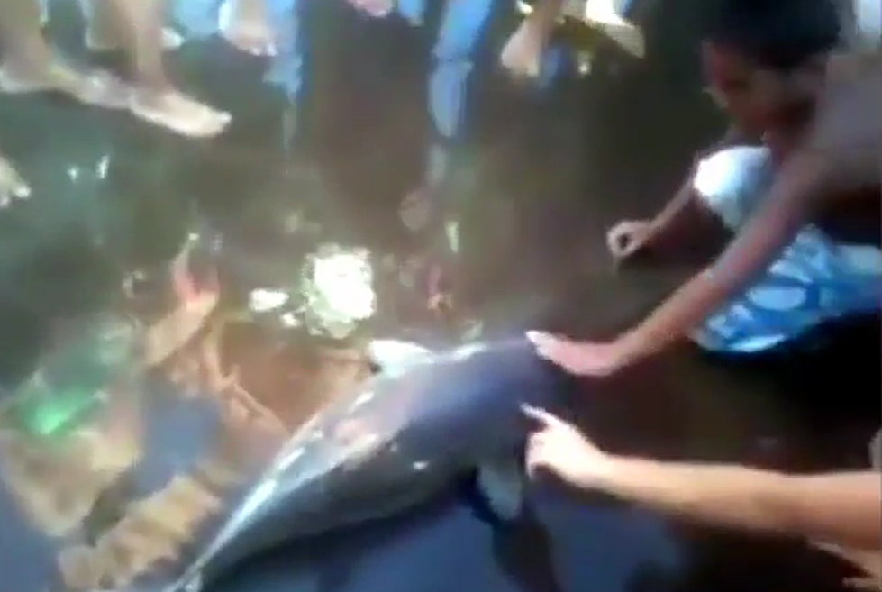 Baby Dolphin Dies After Idiot Tourists Pass It Around For Selfies [VIDEO]