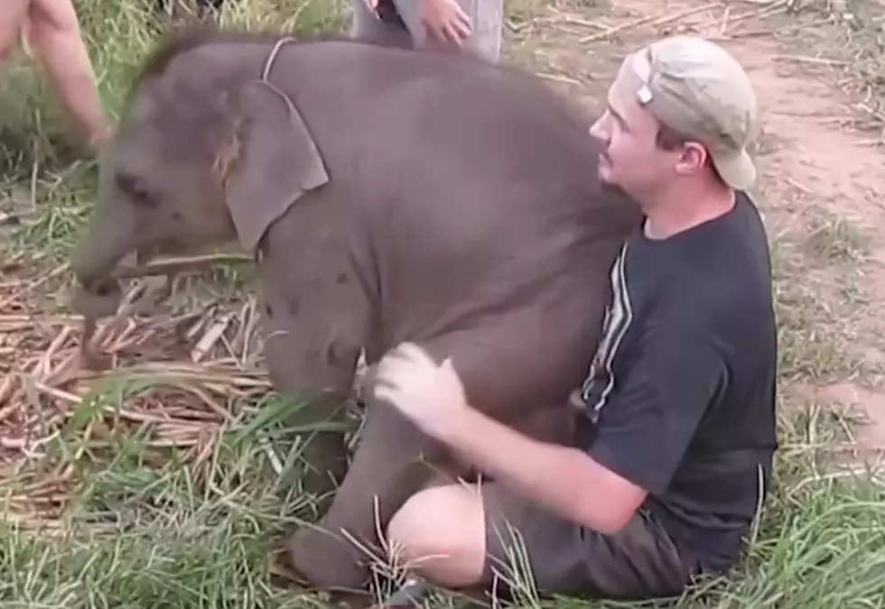 Adorable Baby Elephants Who Want to be Lap Dogs [VIDEO]