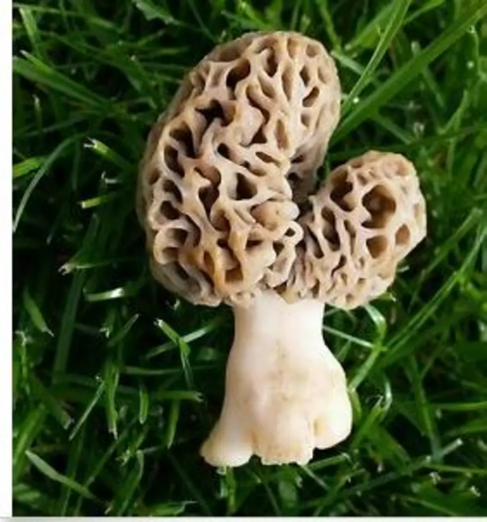 Michigan Grown and Shaped Morel For Sale &#8211; Only 10K