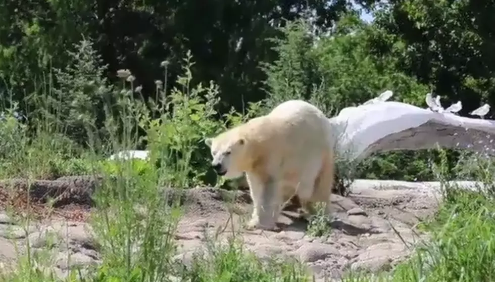 Polar Bear Dies After Being Relocated to The Detroit Zoo [VIDEO]