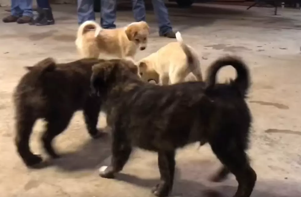 Michigan Guys Rescue a Litter of Puppies During Bachelor Party Getaway [VIDEO]