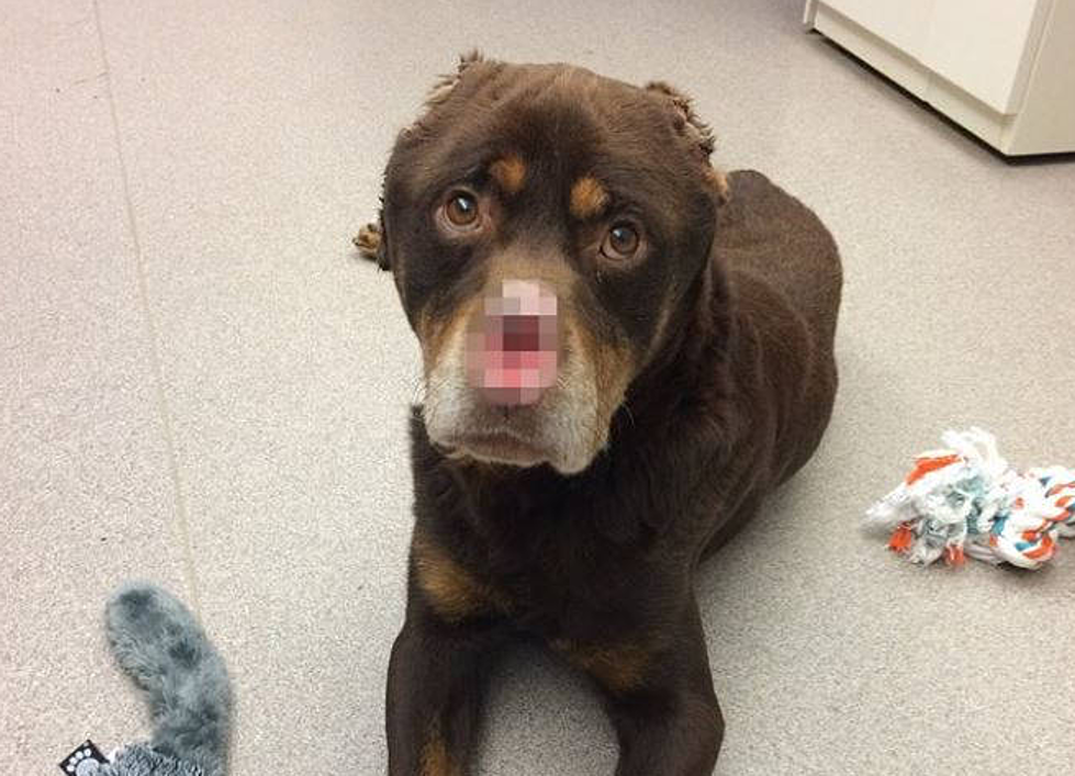 Reward Increased Again For Information On Mutilated Detroit Dog