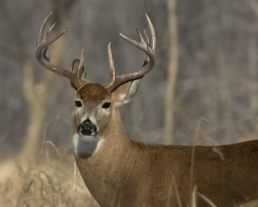 Grand Blanc TWP Ranked In Top 10 For Deer-Vehicle Collisions