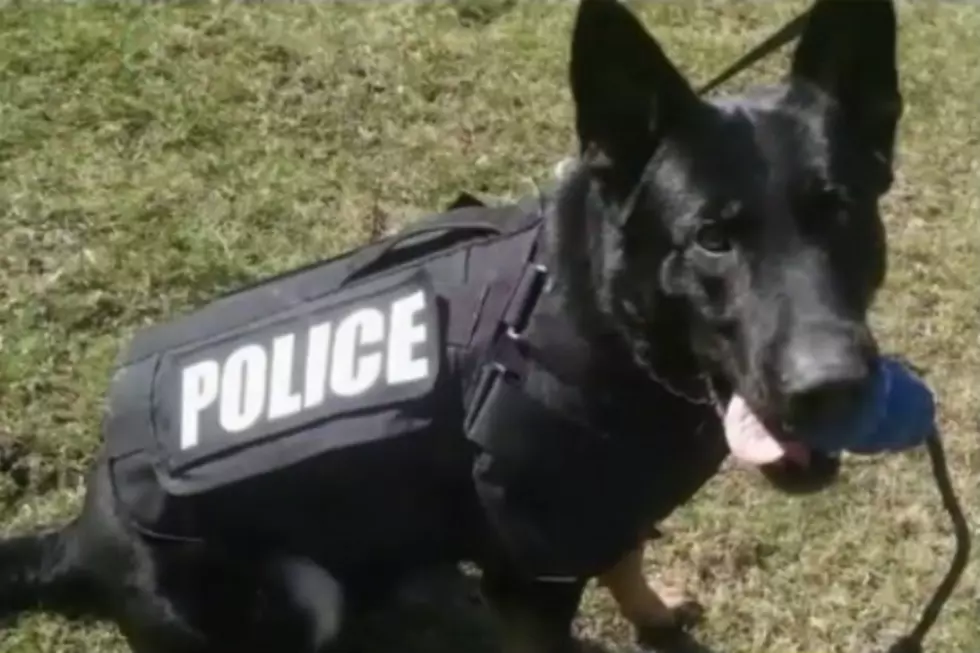 Community Has Fundraiser To Support Metro Police K9 Dogs [VIDEO]