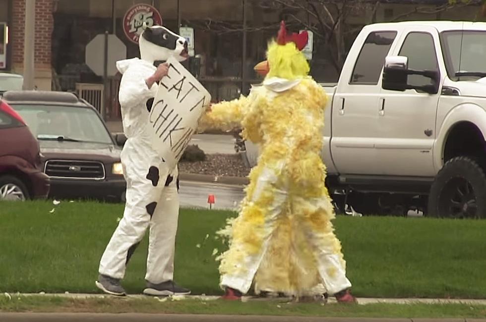 Chick-fil-A Cow Mascot Fighting Dudes In Chicken Suits Is Internet Gold [VIDEO]