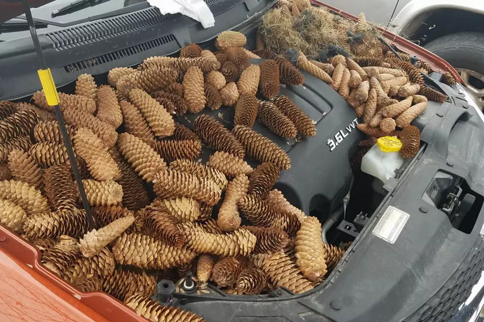 Squirrel Puts 50 Pounds of Pine Cones in Michigan Man’s Car