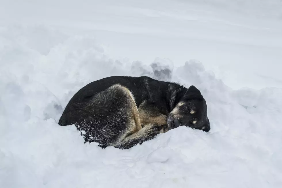 Please Bring Your Pets Inside During Cold and Brutal Weather