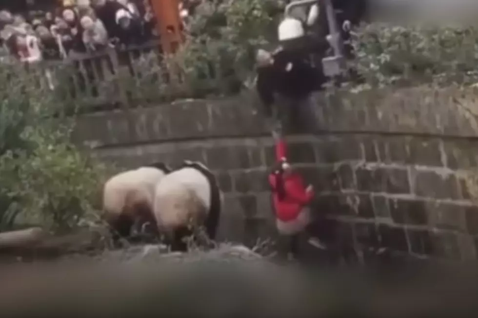Girl Falls Into Panda Zoo Exhibit [VIDEO]