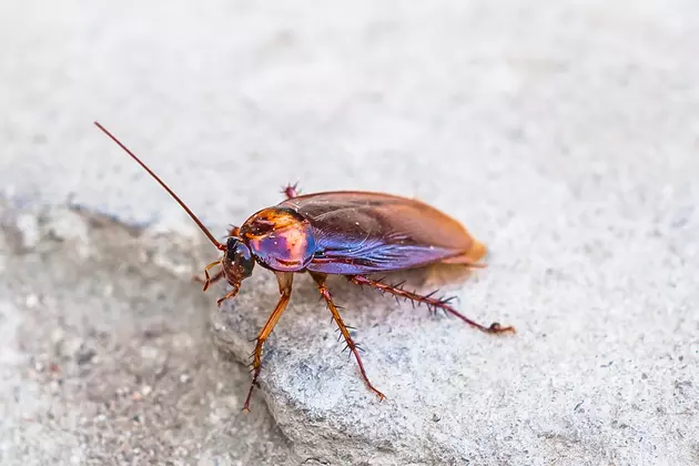 Detroit Man Throws Shoe At Cockroach, Shoots Himself in the Foot