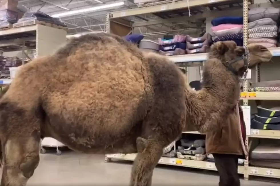 Man Brings Camel Into Michigan PetSmart [VIDEO]