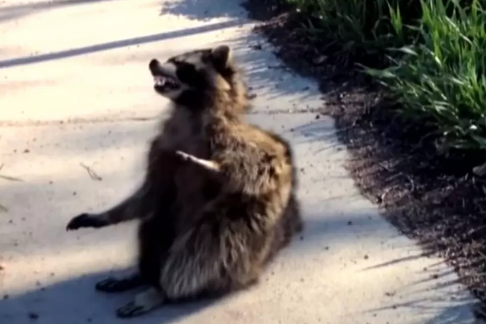 ‘Zombie Raccoon’ Sighting In Michigan [VIDEO]
