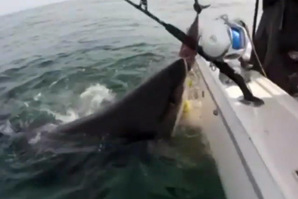 Great White Shark Surprises Fishermen [VIDEO]